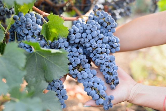 Bessa Valley - wijndomein in de Thracische vallei